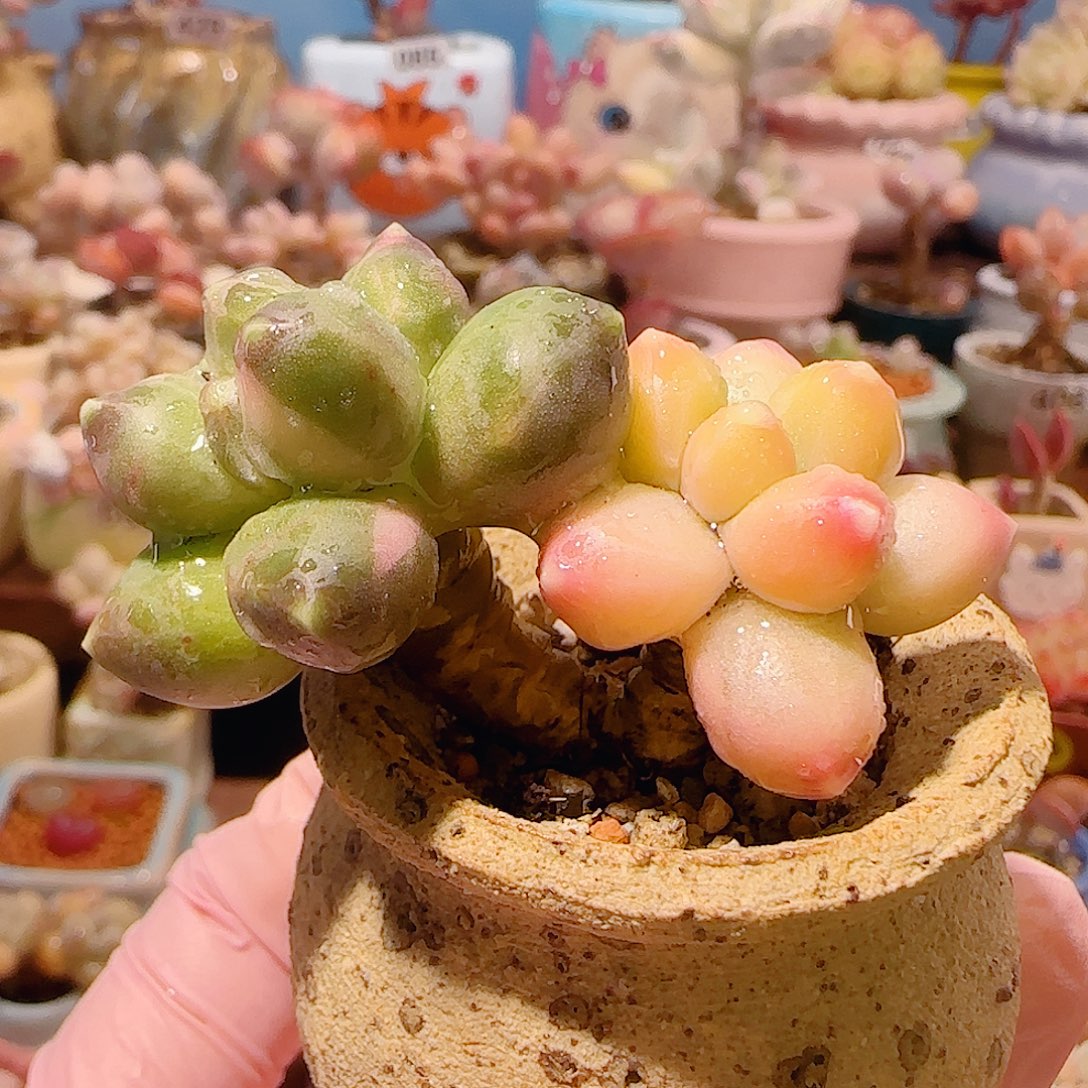 T老桩天空美人锦盆口3.5cm