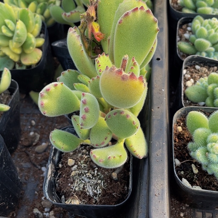 大绿熊带盆土发货