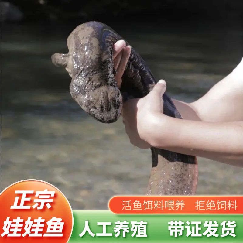 “娃娃鱼”1-15斤人工养殖大鲵子二代