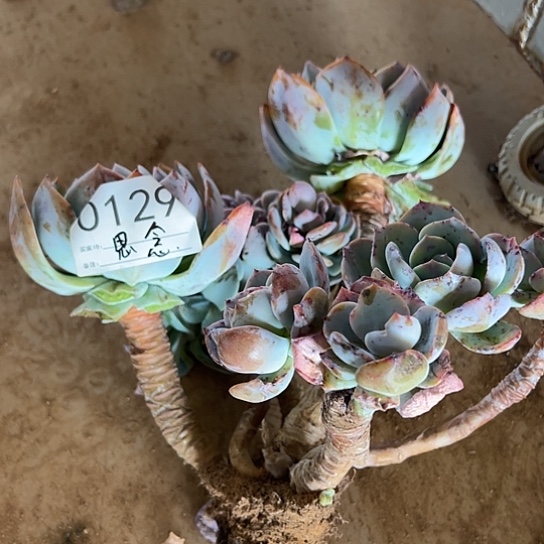 风***念云南发货白凤老桩0129