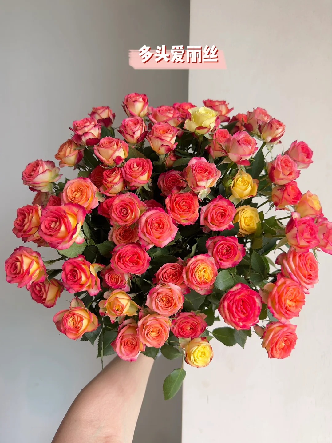 【爱丽丝多头玫瑰】鲜切花两单普快三单顺丰冷链云南基地直发玫瑰