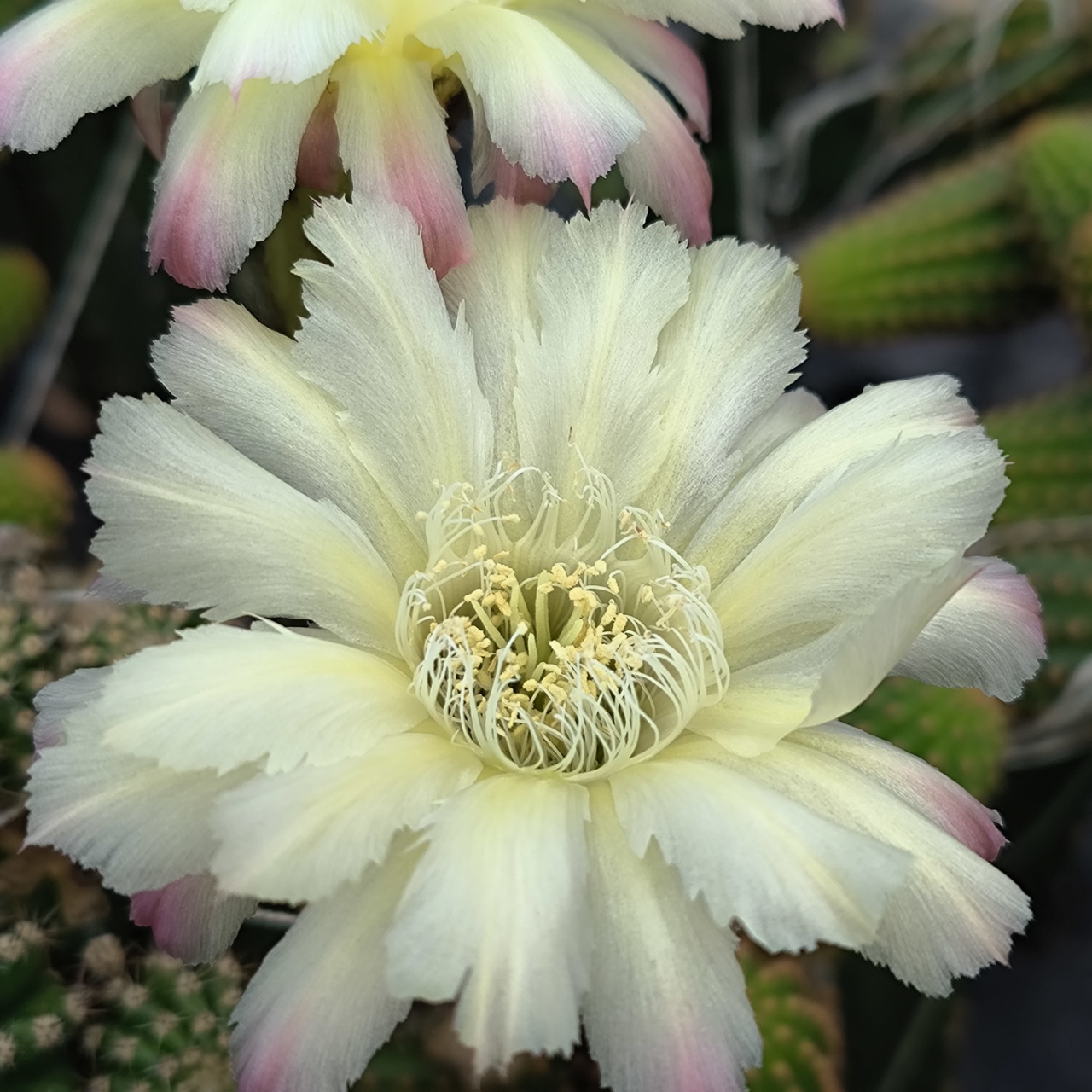 （青可可）（无根侧芽）仙人球开花大花彩草室内绿植盆栽观赏多肉植物