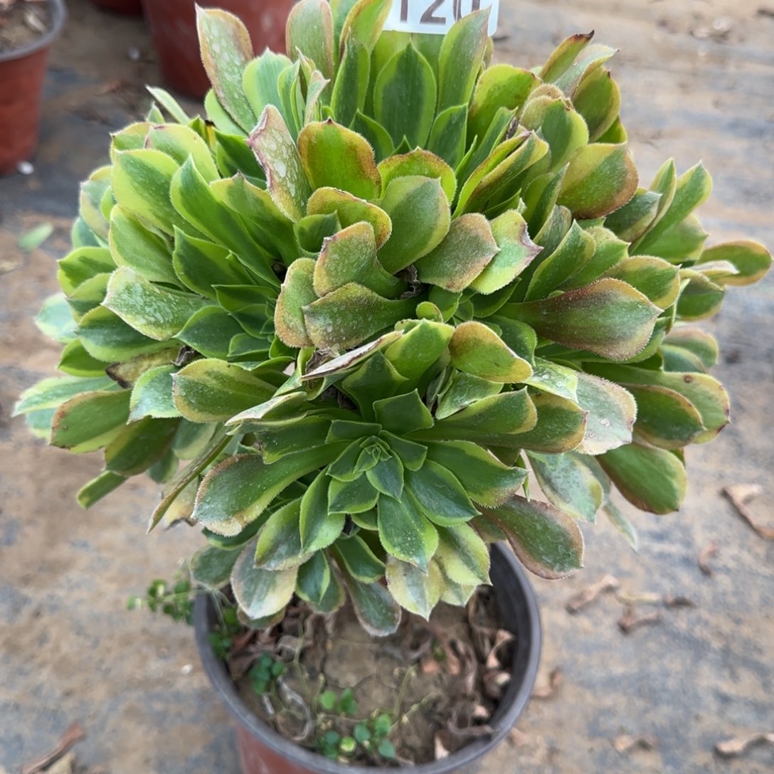 青檬120满20包邮断枝不包