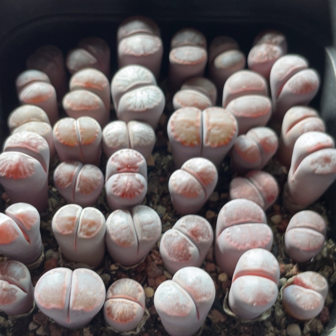 大盆特价一物一拍～12