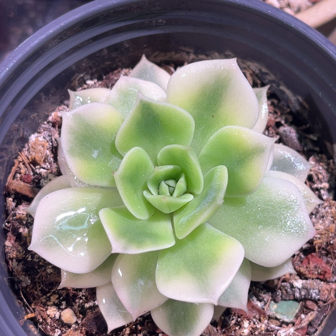 多肉特价范女王锦