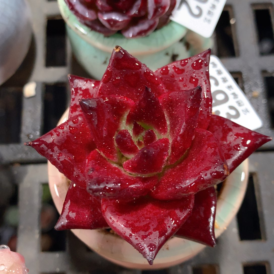 5CM拇指盆精控多肉ZS693