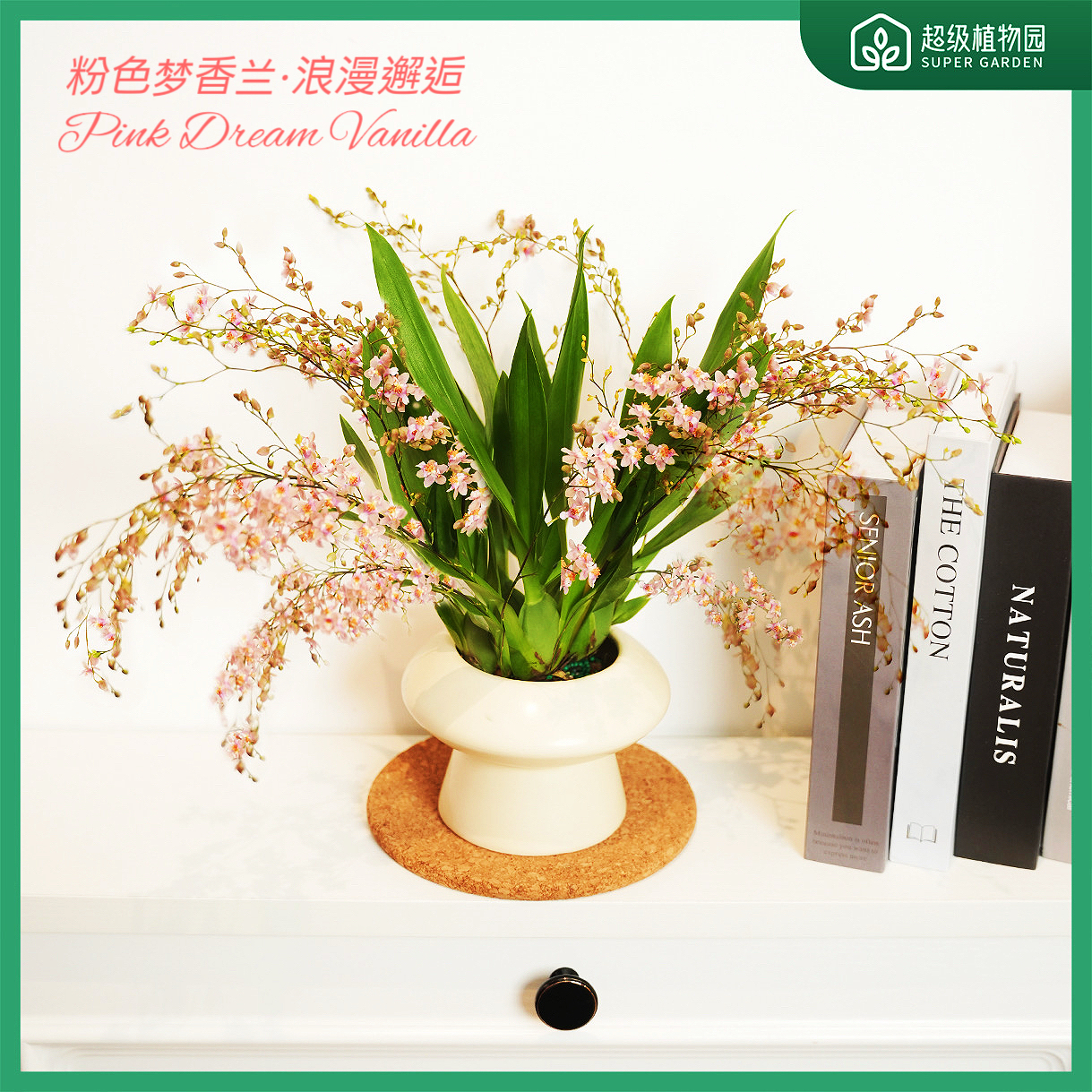 【带花带花苞】梦香兰文心兰浓香花卉室内观花绿植物盆栽7-10花剑