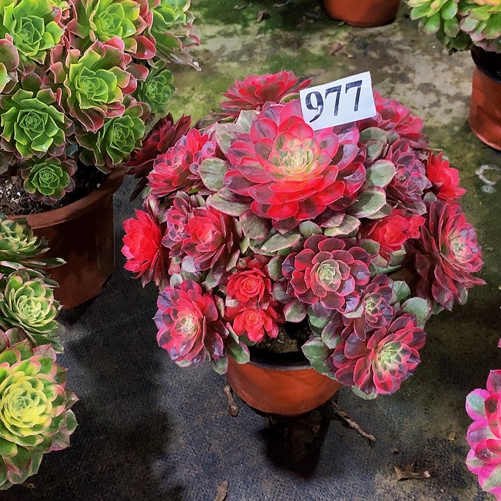 宝*多肉黑魔锦977