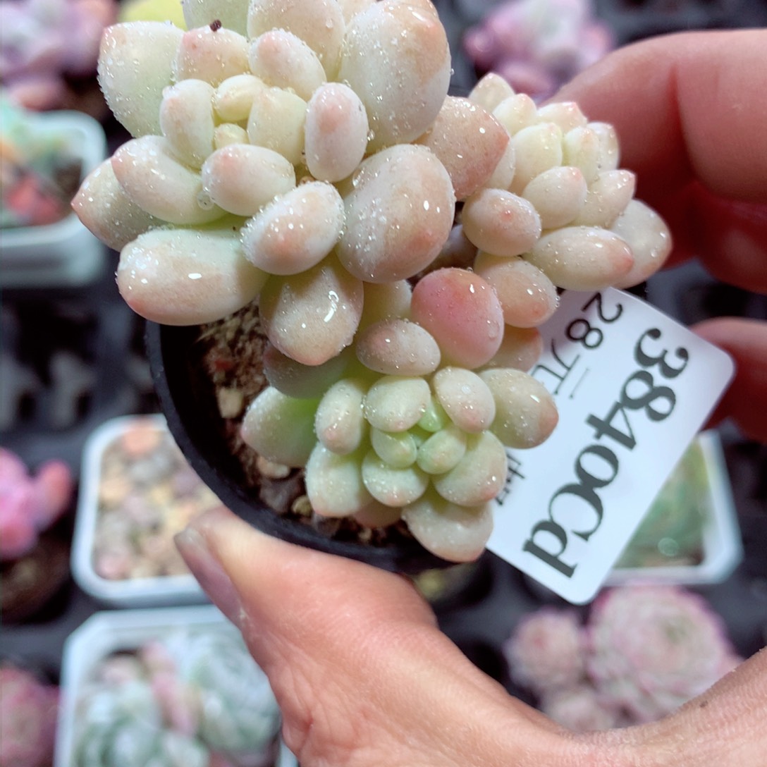 5厘米盆精控多肉3840