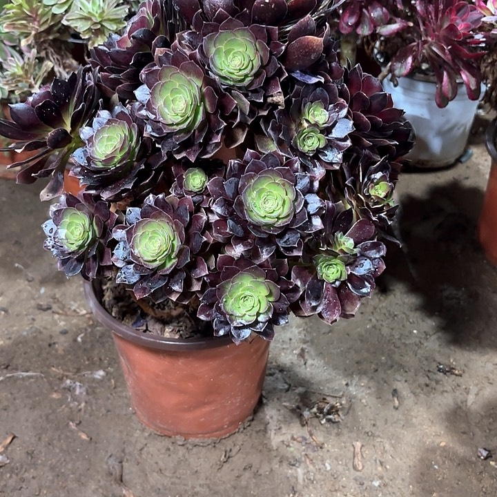 多肉植物赤焰莲20