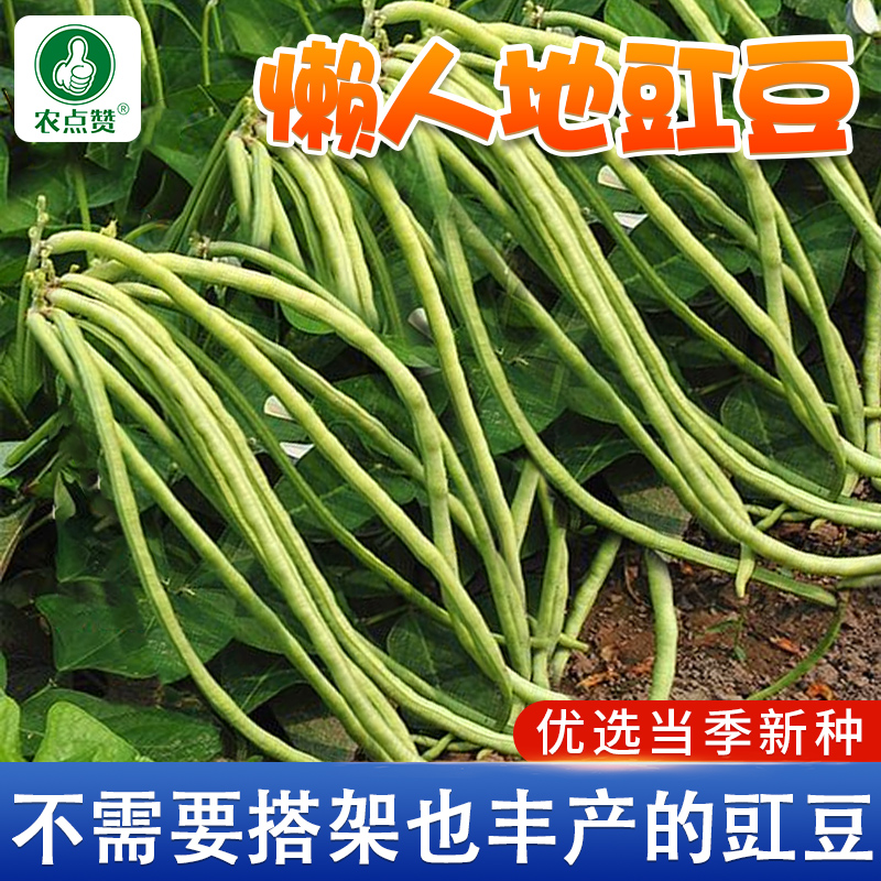 地豇豆不搭架豇豆无架春秋高产耐寒耐热豇豆种籽 阳台庭院盆栽