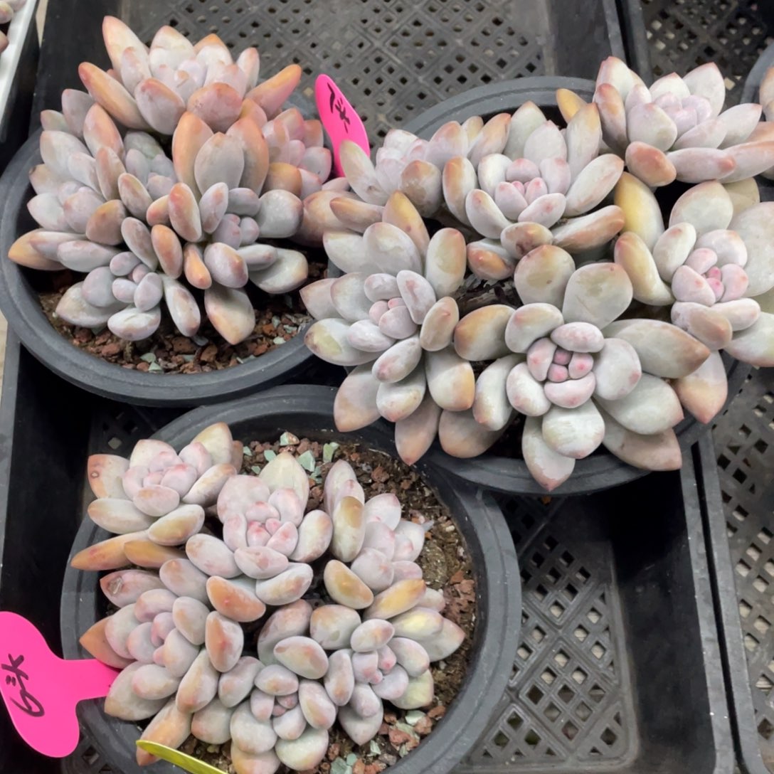 奶酪体香水三盆一组78