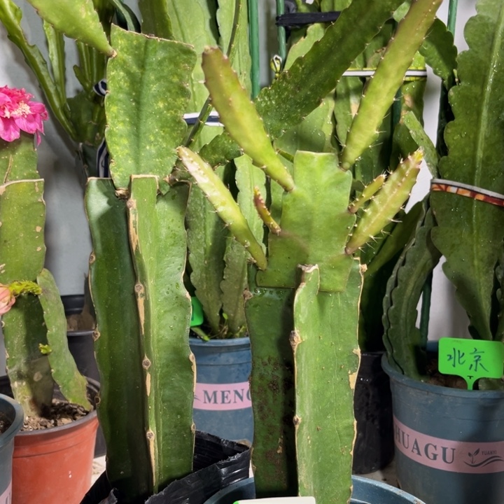 当前无花栽培后可以开花拂**风小红加小粉