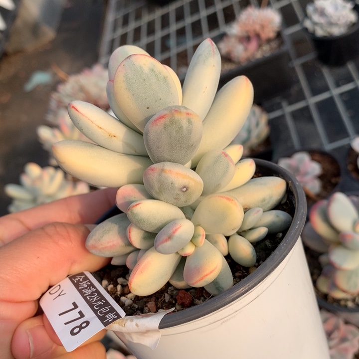 乒乓福娘锦多肉植物