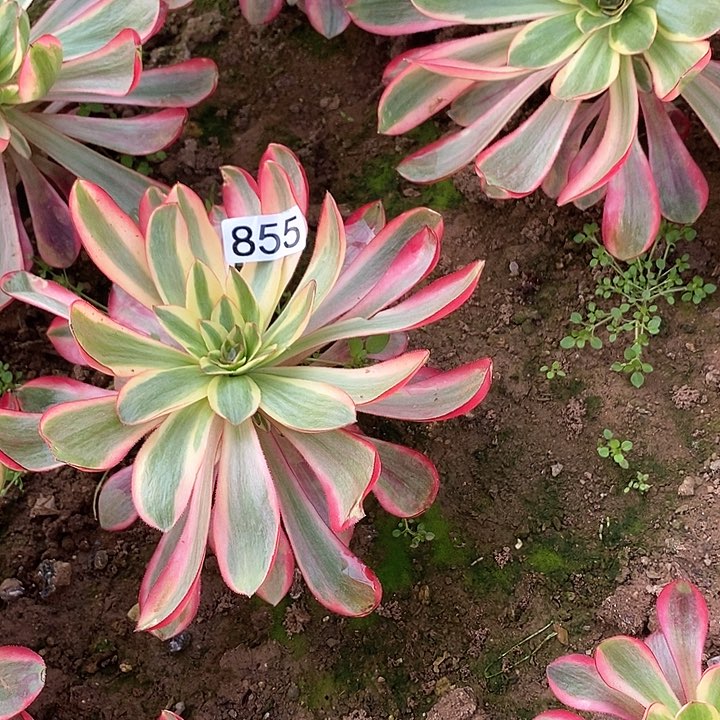 多肉植物法师855红魔
