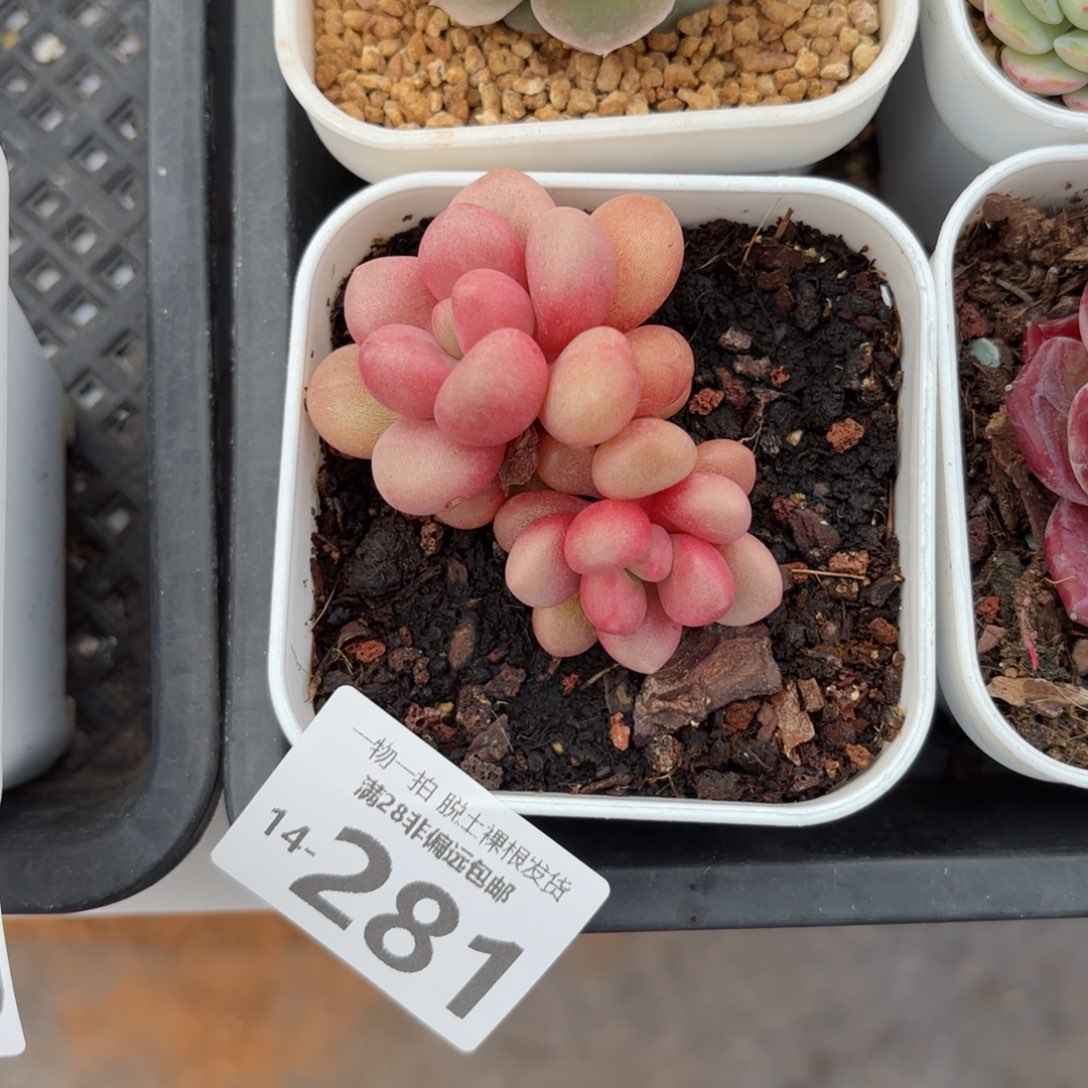 先锋派多肉多肉多肉