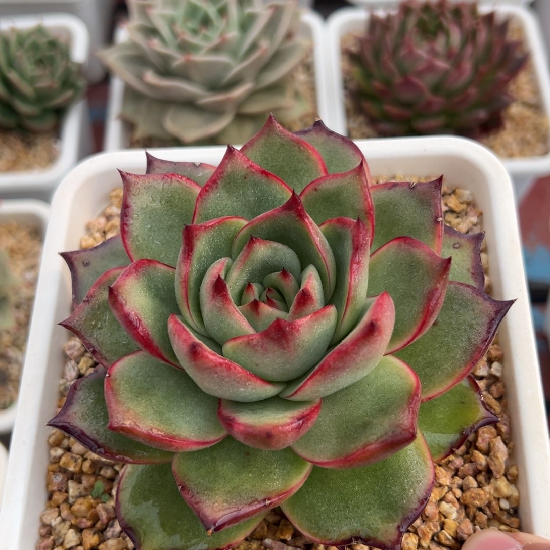 多肉植物一物一拍（21号）