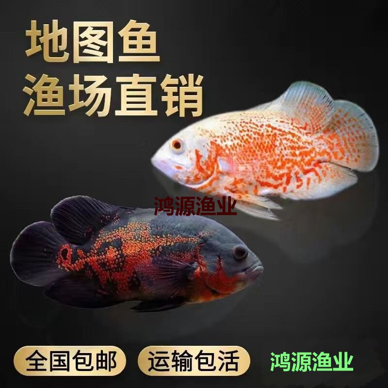地图鱼渔场直发活体黑白猪仔鱼可混养热带淡水观赏鱼风水鱼招财鱼