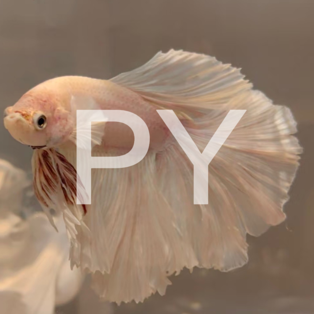 B10（217-240）泰国斗鱼小型热带观赏鱼耐活好养（直播间选鱼）