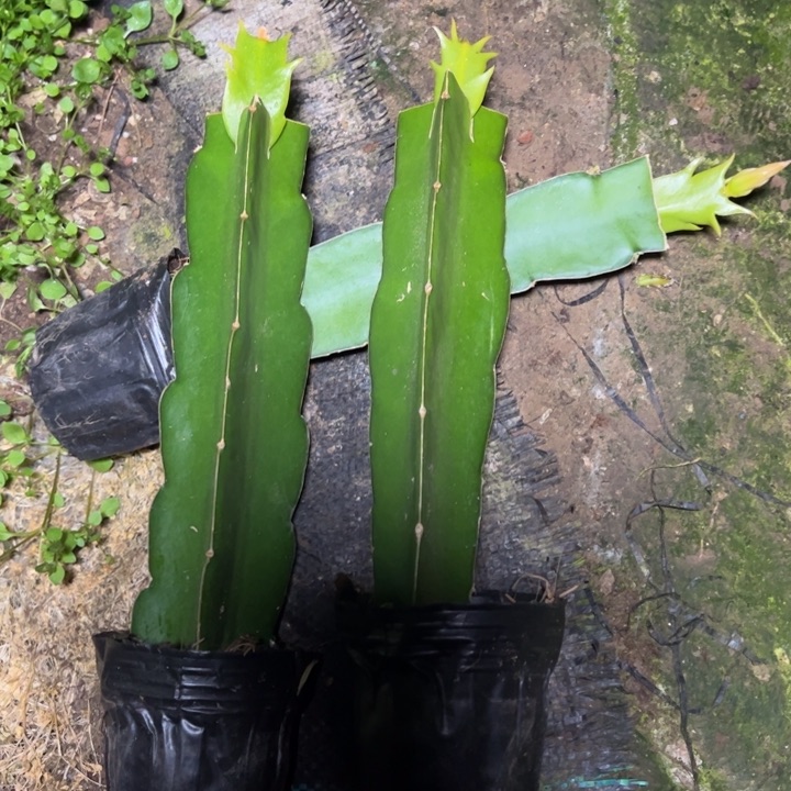 蛇蝎美人嫁接小苗带盆发货一颗80