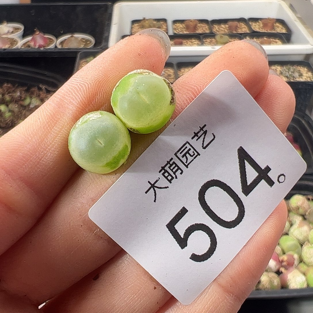 一物一拍           504