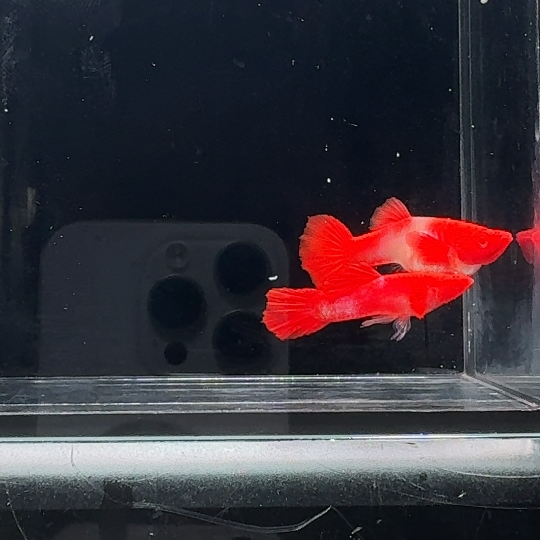 孔雀鱼双分水一对孕母