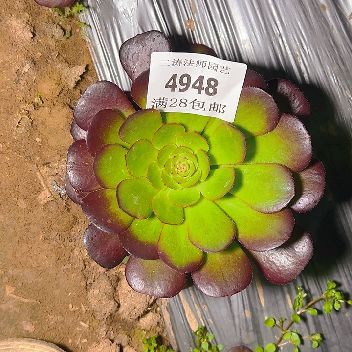 4948雨呵多肉植物