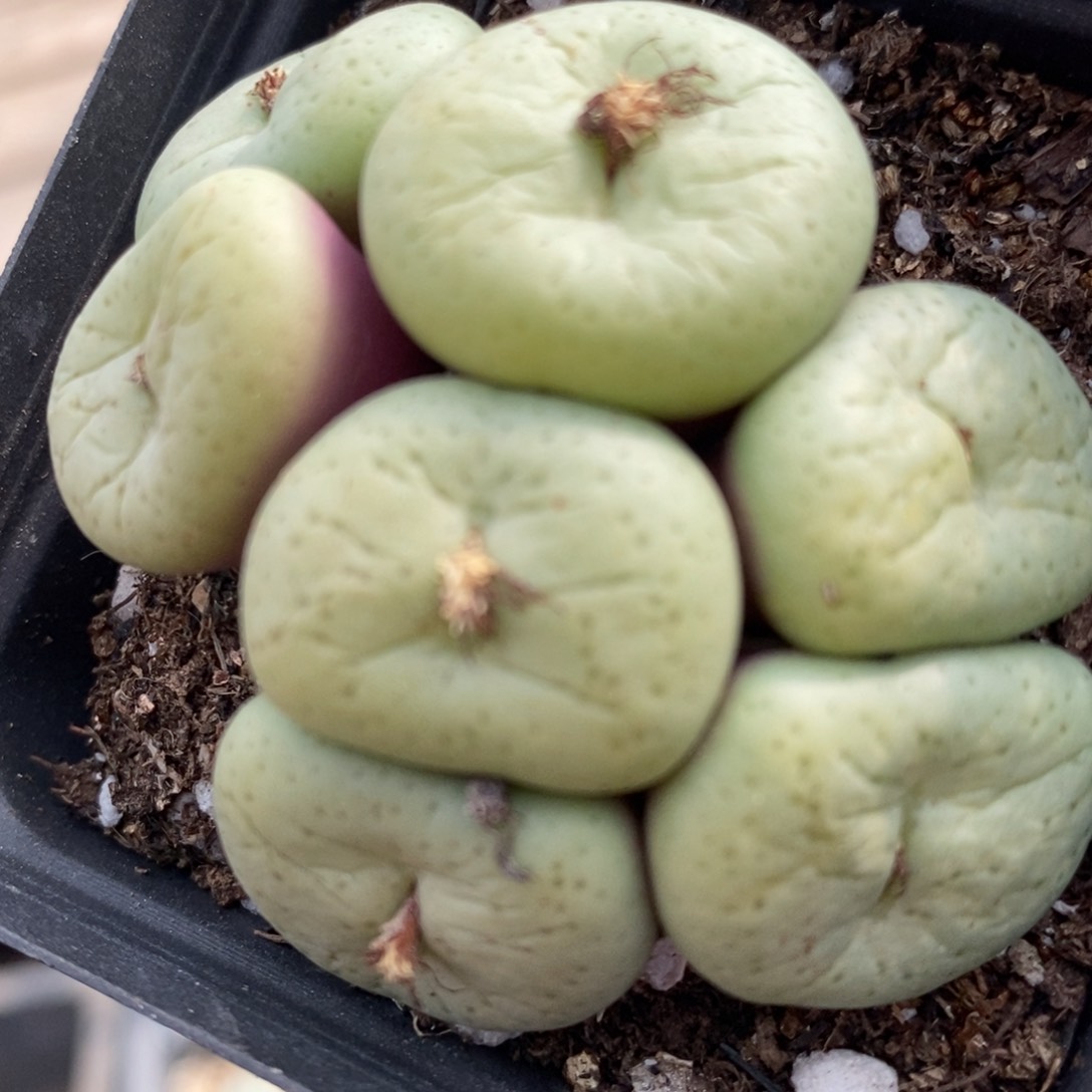 1349吕氏大饼一群