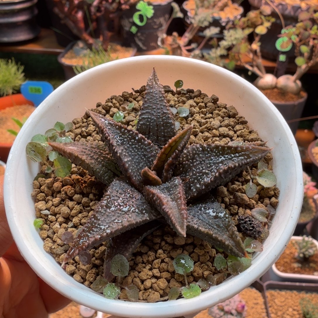 黑王寿693 仙人球