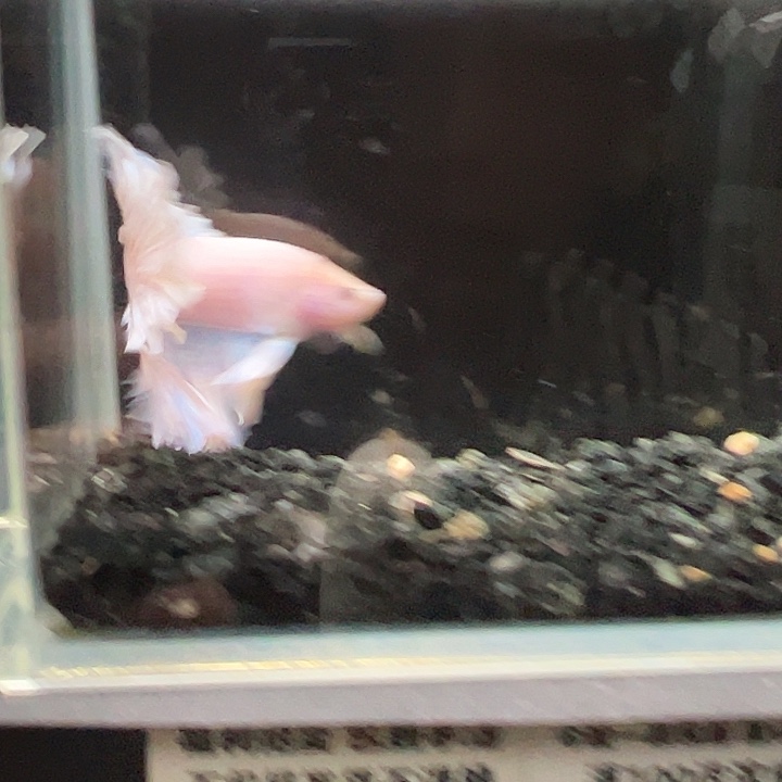 斗鱼跑单拉黑3日67
