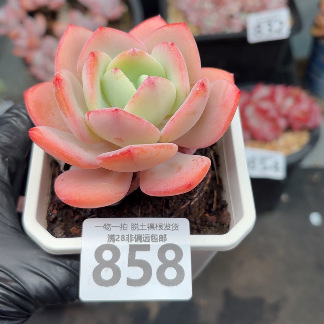 白月光无盆土发货