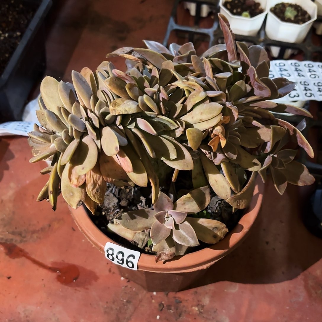 钩子哥福利专场896