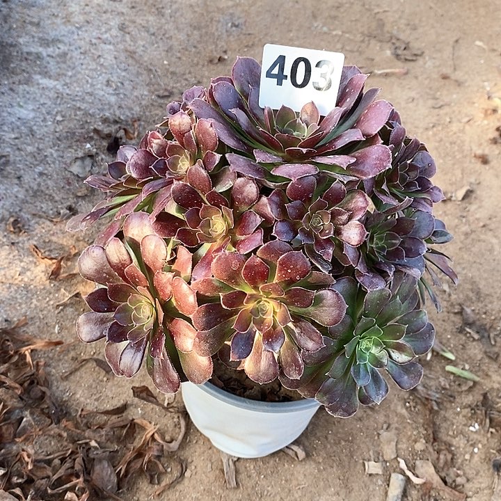 法师植物12345678