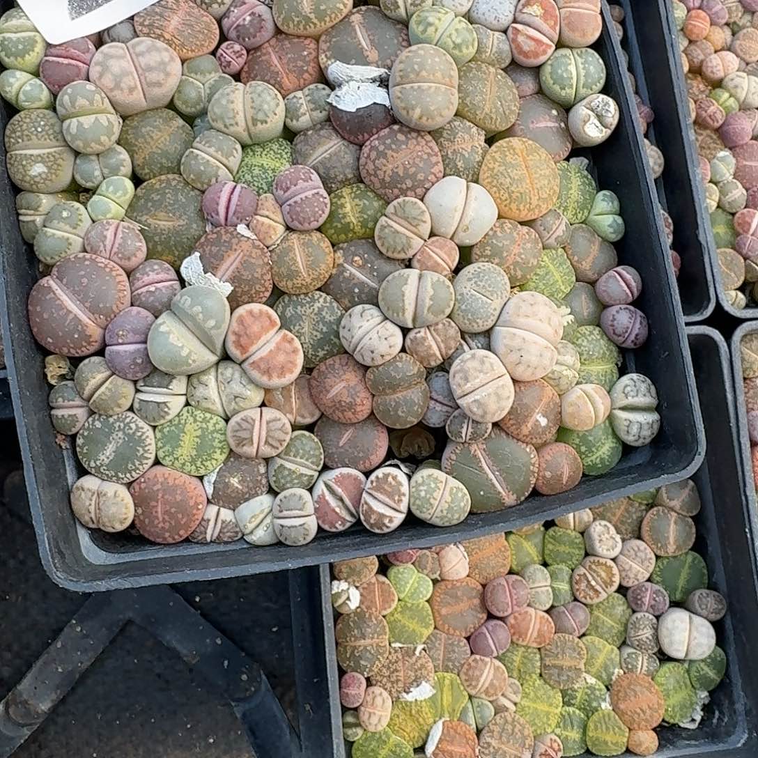 活***云生石花一物一拍252