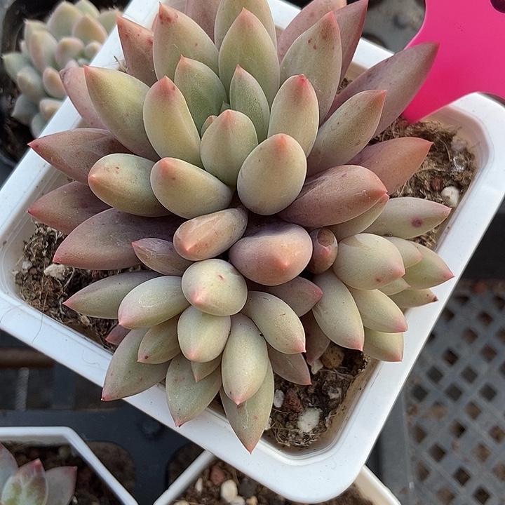 多肉植物车厘子802多肉