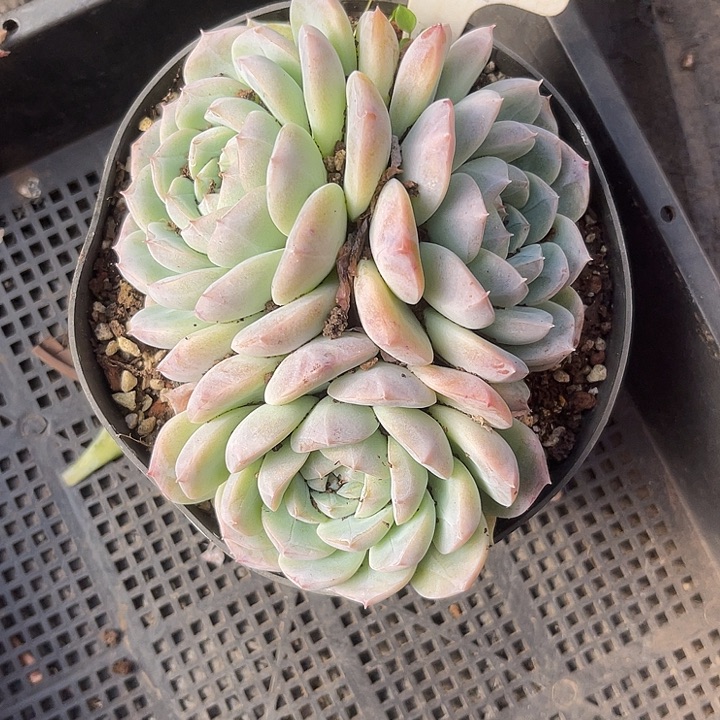 两单包邮，一物一拍19杂交