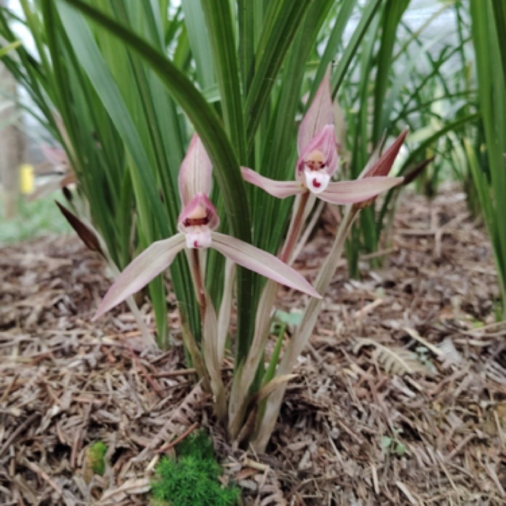 春兰朵香新品红花