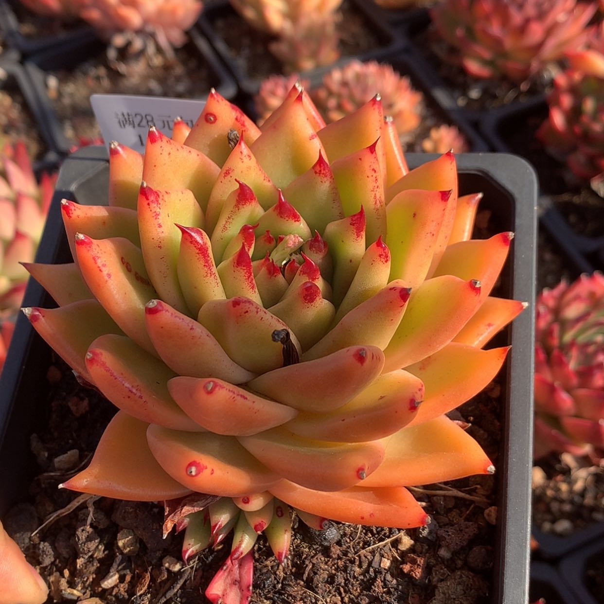 【闪购商品】云1128号黄钻11厘米