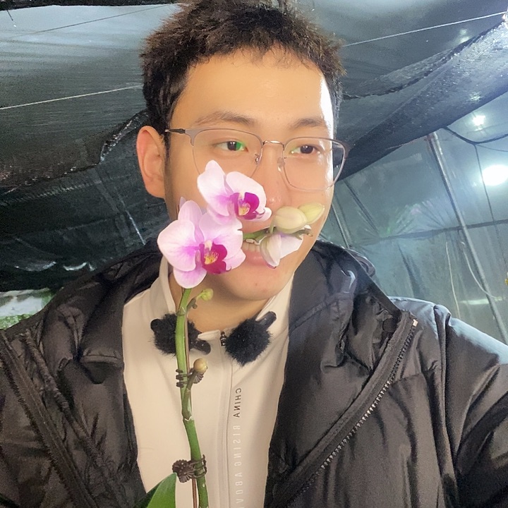 无花朵宝贝蝴蝶兰