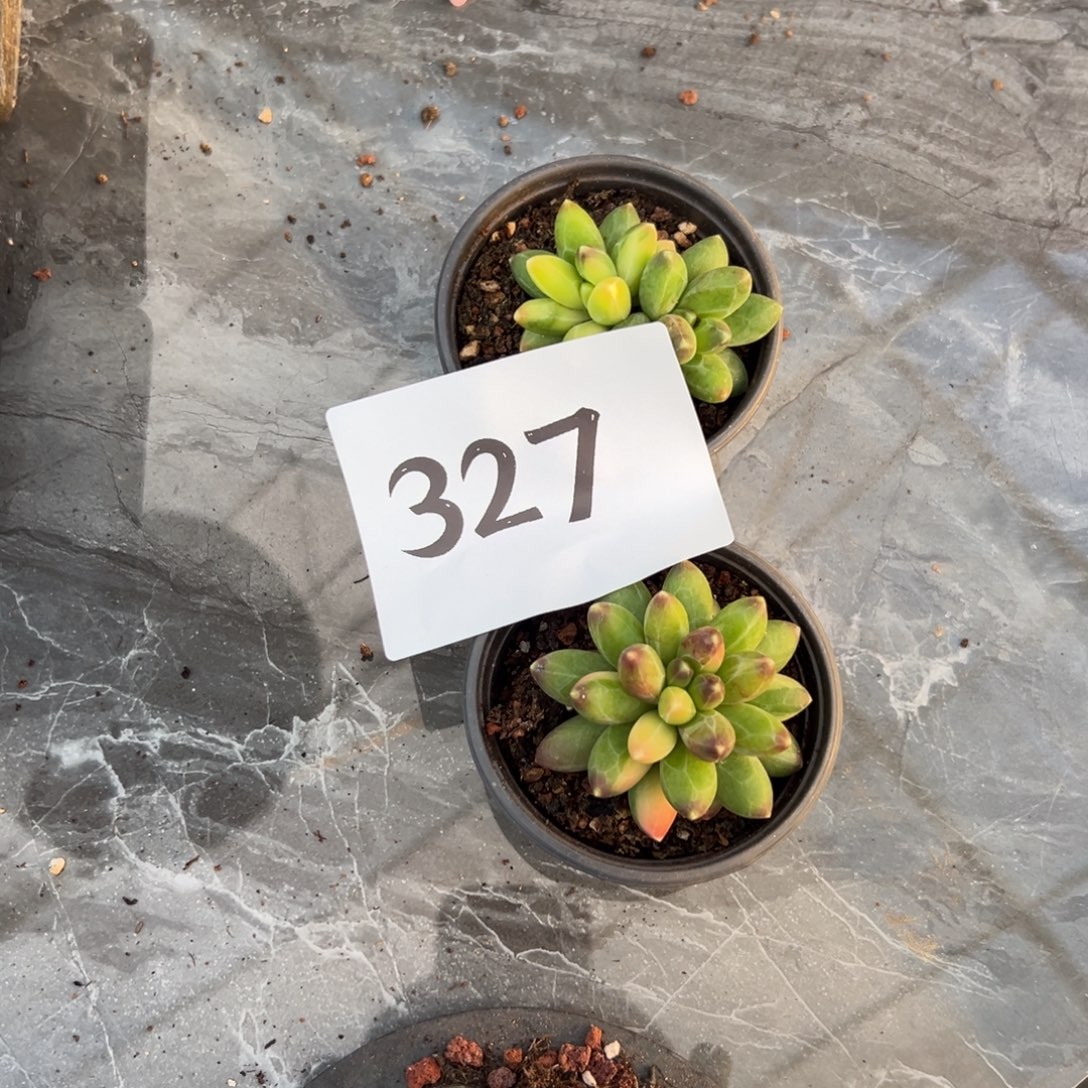 桔***子327、或者很喜欢吃工程吃不吃