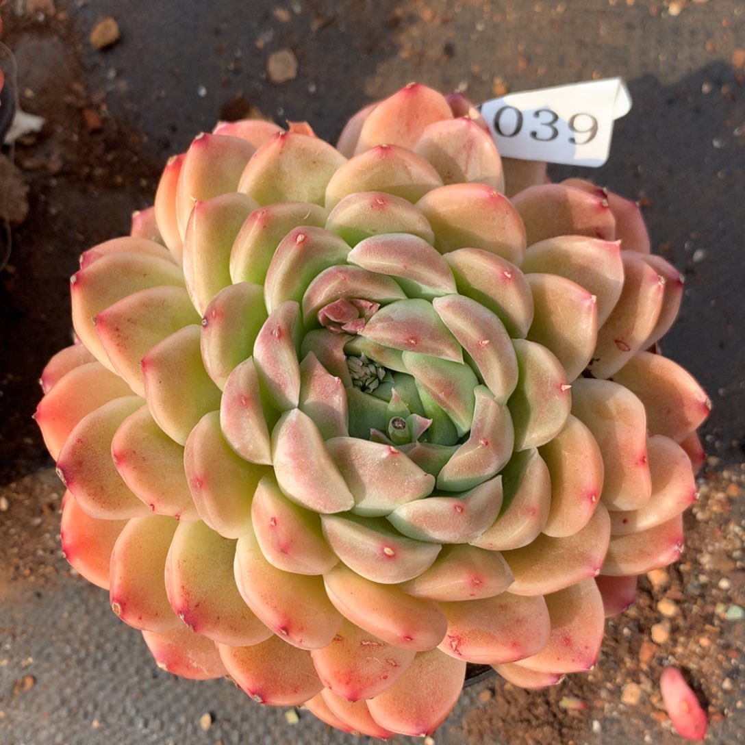 4039新年快乐发发发