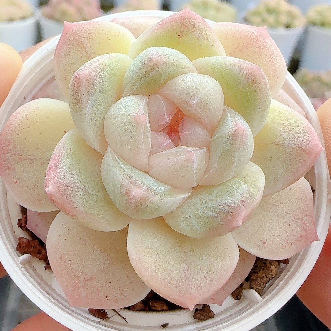 1212-4（云璃）优选