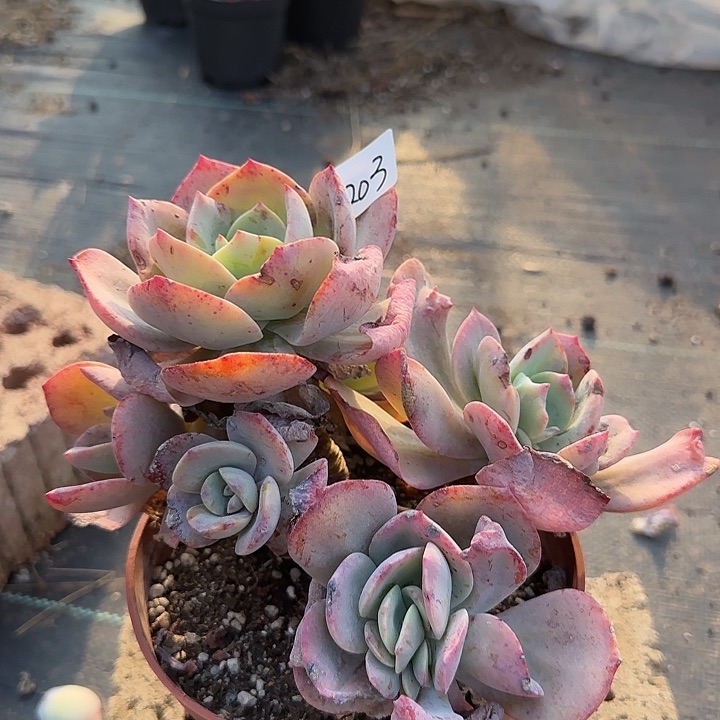 ✎****✾203血凤脱土发货不退不换