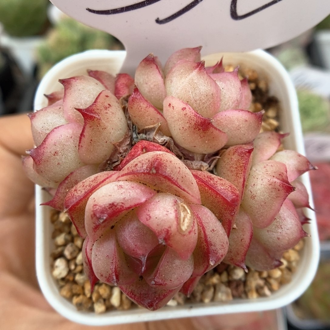 珍妮麦秆可拍310号。 