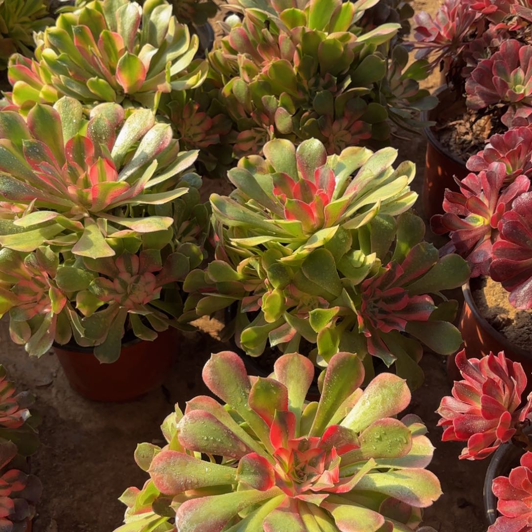 香妃法师9.9多肉植物