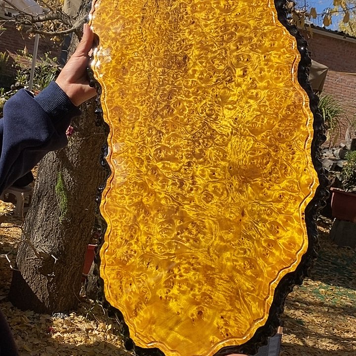 黄金樟222222222222222332