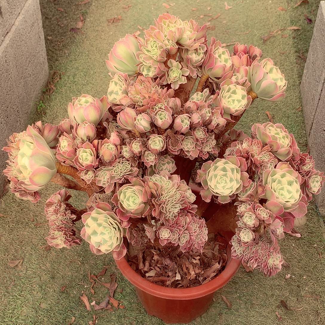 女郎缀，多肉植物的