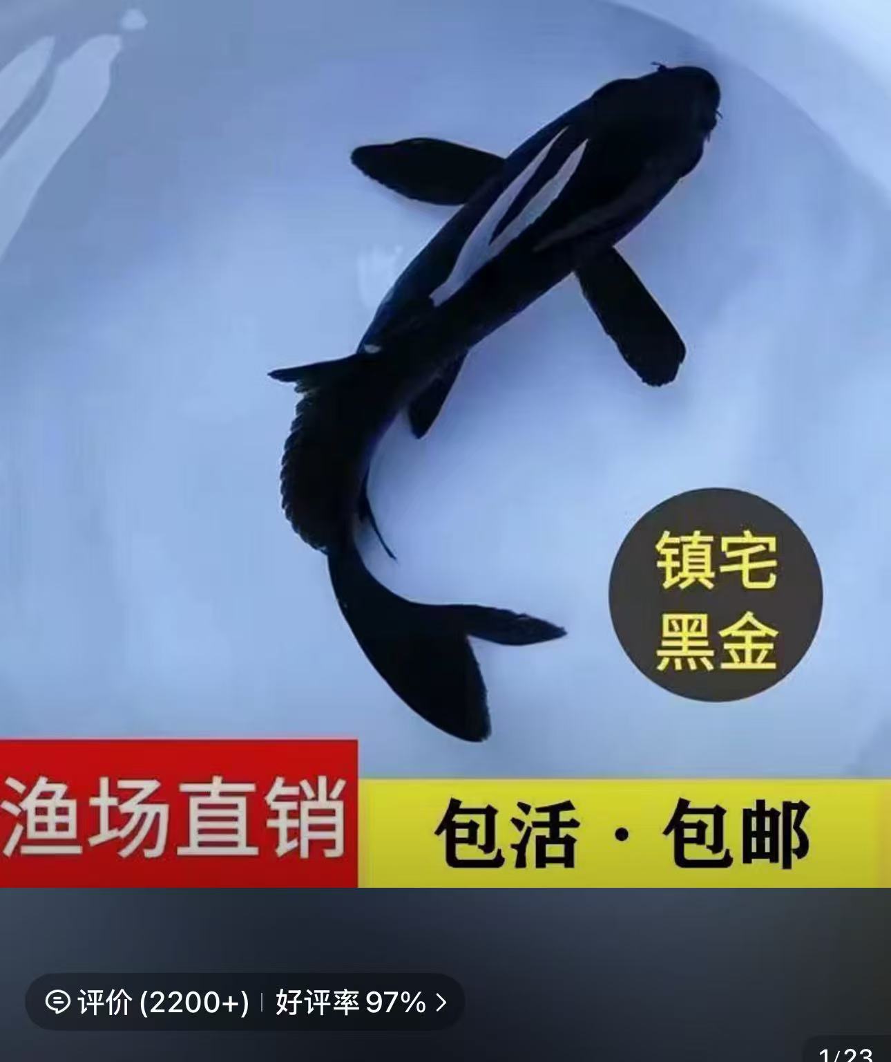 招财黑金好养耐活锦鲤观赏鱼