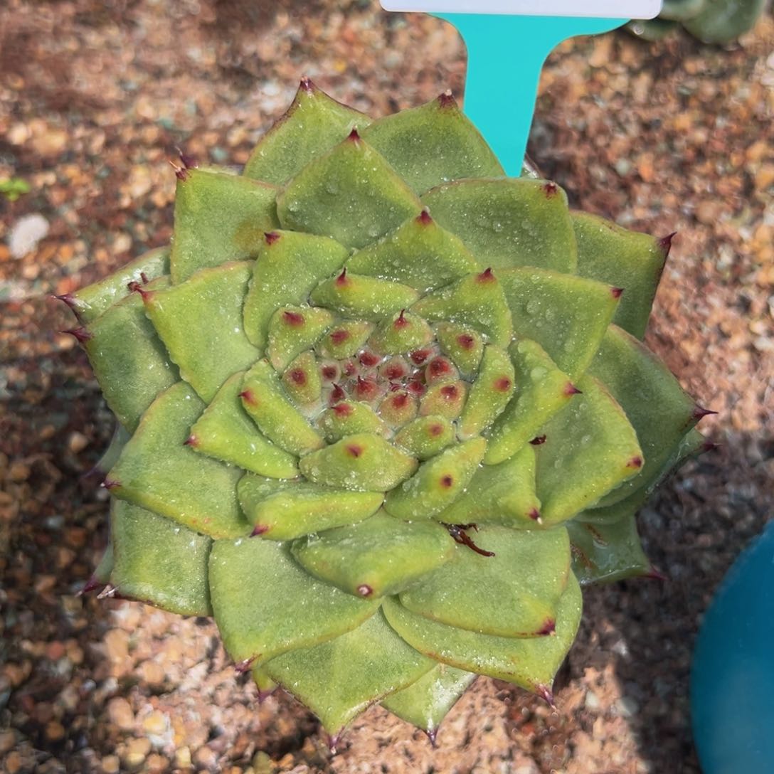 多肉一物一拍0805-116