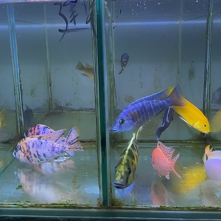 建***华海水鱼81号111111111111